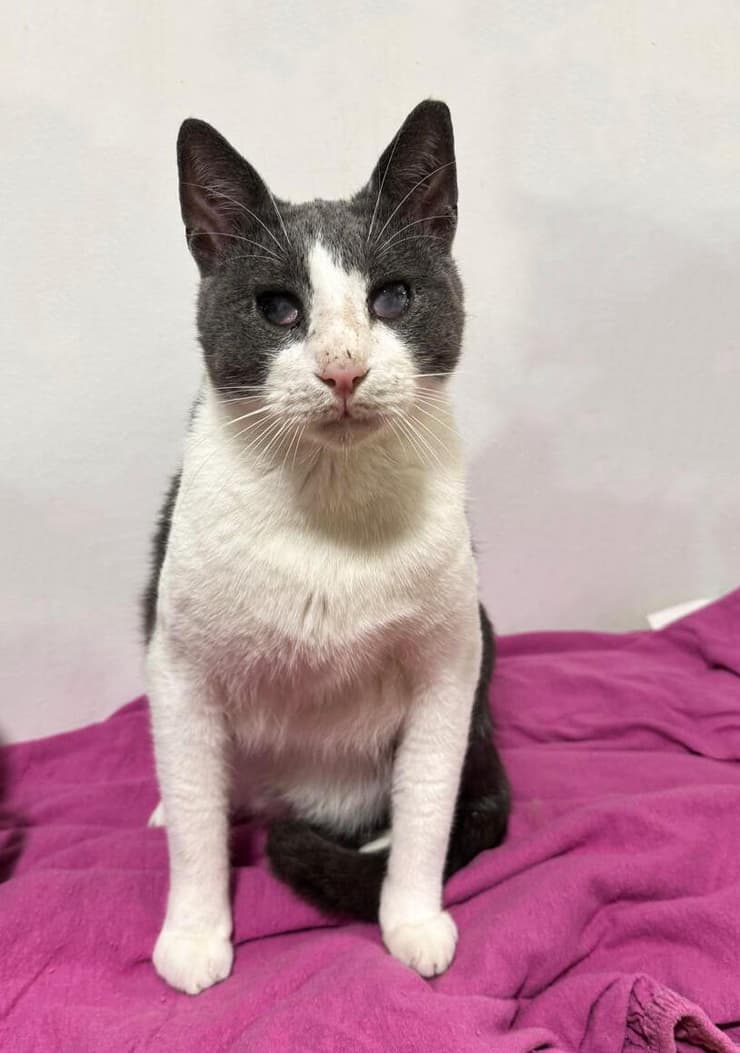 דונאלד (צילום: עמותת כפר החתולים) דונלד