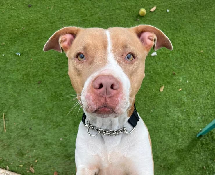 לוסי (צילום: עמותת חבר לי) לוסי