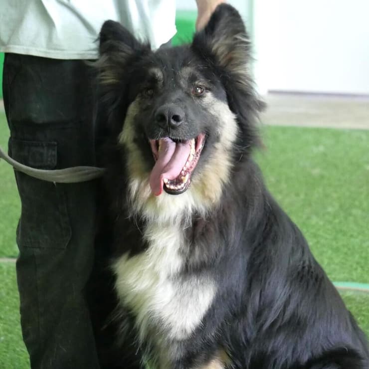 סשה (צילום: תנו לחיות לחיות) סשה