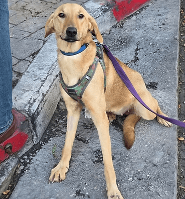 דאשה (צילום: צער בעלי חיים רמת גן והסביבה) דאשה