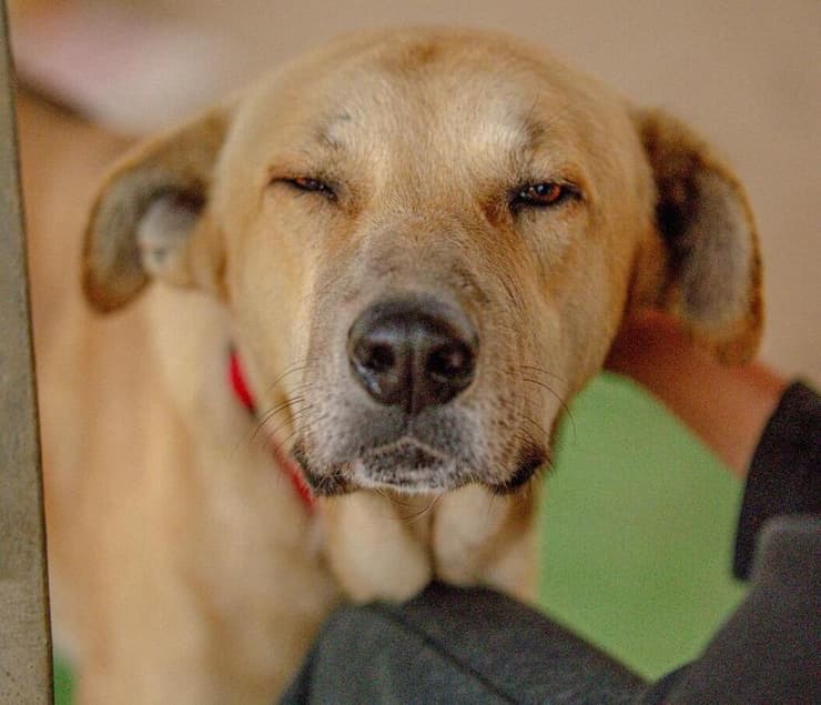 ויקטורינו (צילום: shark and stitch photography) ויקטורינו