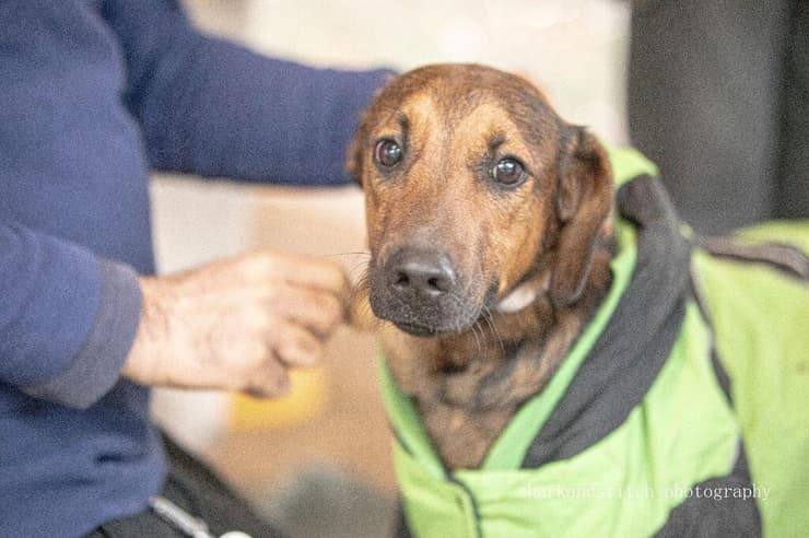 עליזה (צילום: shark and stitch photography) עליזה