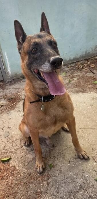 רקס (צילום: צער בעלי חיים בישראל-ת"א) רקס