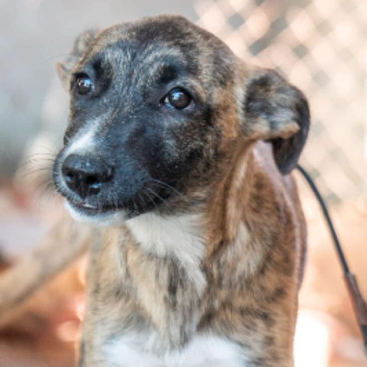 עדן (צילום: צער בעלי חיים ירושלים) עדן