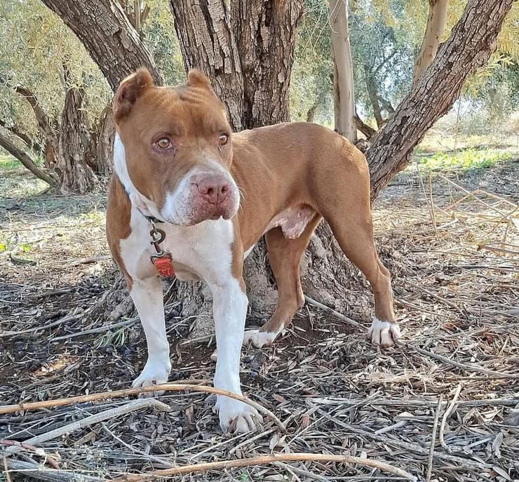 טום (צילום: עמותת החיות ואנחנו) תום