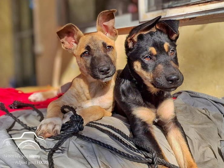 רובין והוד (צילום: עמותת כלבלאב) רובין והוד