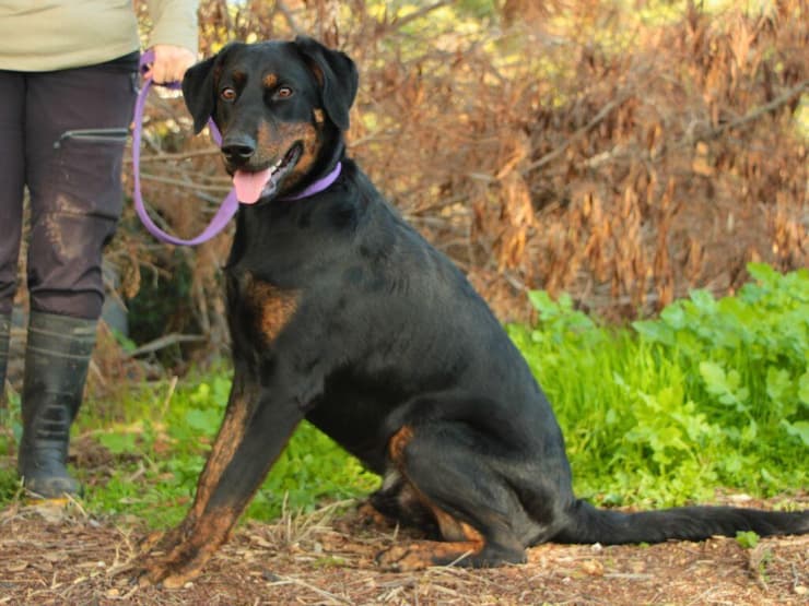 קלאוס (צילום: עמותת כלבלאב) קלאוס