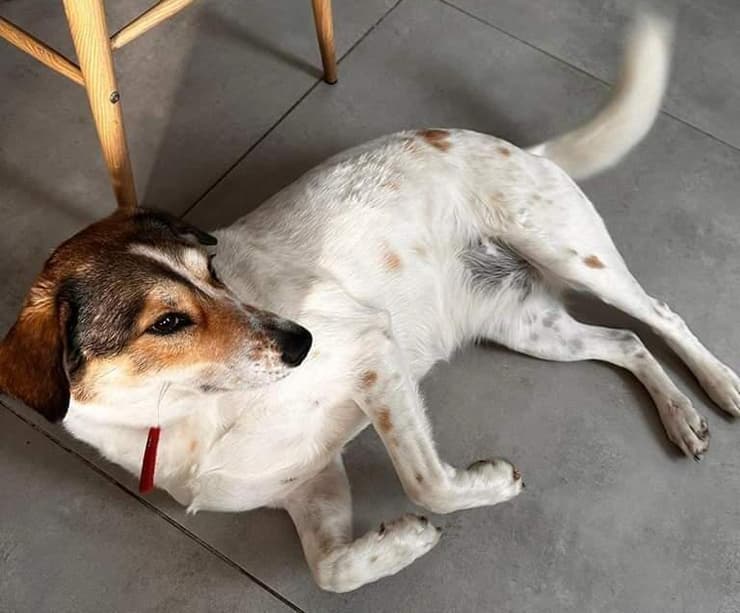 לונה (צילום: עמותת חבר למען הכלבים) לונה