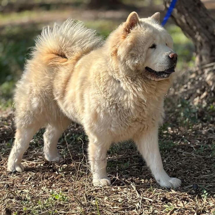מריאנה (צילום: עמותת החיות ואנחנו) מריאנה