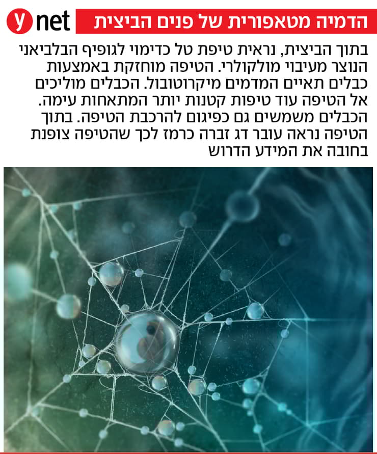 גופיף בלביאני