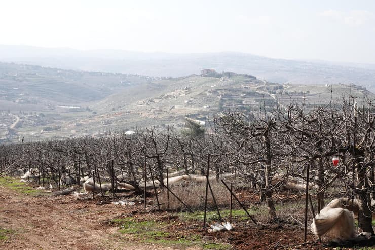 מטעים ברמת הגולן, שעלו באש מירי חיזבאללה (צילום: שאול גולן) החורבן שנגרם למטעים בצפון בגלל המלחמה