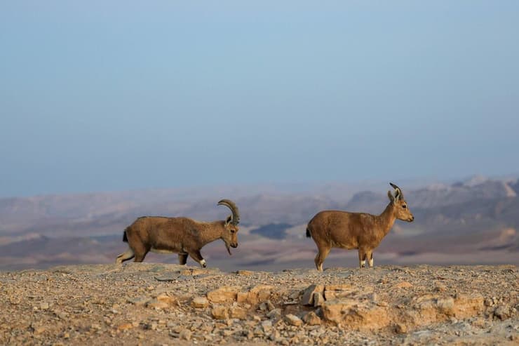 יעלים מלווים אותנו בצידי הדרכים   