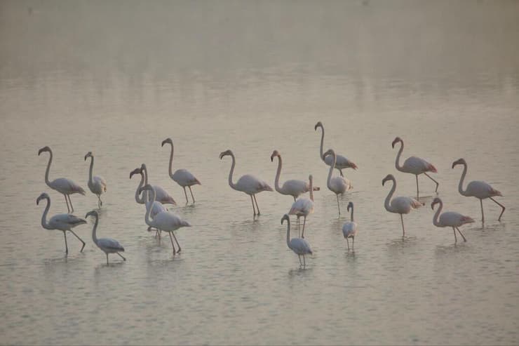 פלמינגו בכפר רופין (צילום: גיא שרי) פלמינגו בכפר רופין