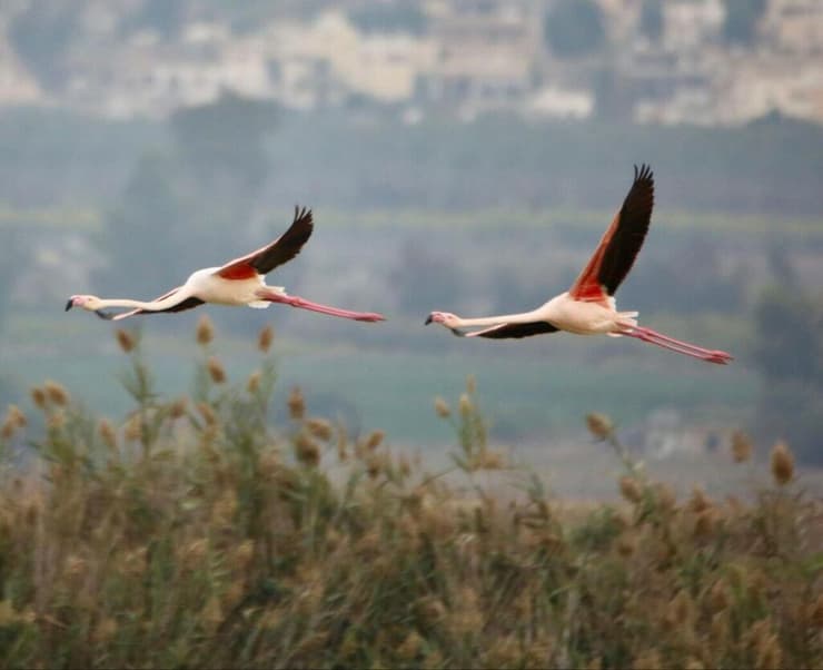 צילום: גיא שרי פלמינגו בכפר רופין