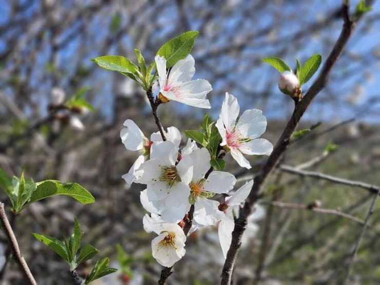 שקדייה פורחת בצפון