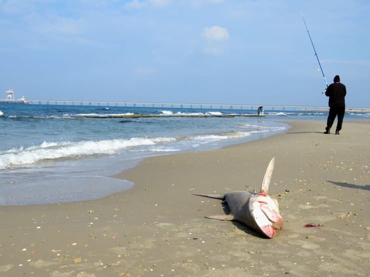 פגר הכריש בחוף בחדרה (צילום: איליה בסקין, רשות הטבע והגנים) פגר הכריש בחוף בחדרה