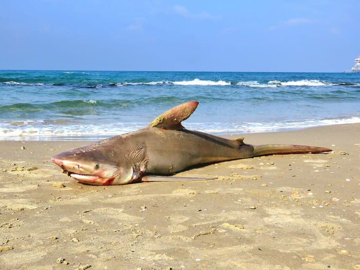 פגר הכריש. לא ידוע מה גרם למותו (צילום: איליה בסקין, רשות הטבע והגנים) פגר הכריש. לא ידוע מה גרם למותו