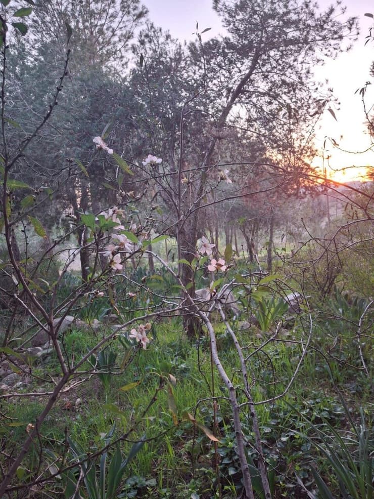 שקדייה ליד סלעית בשומרון