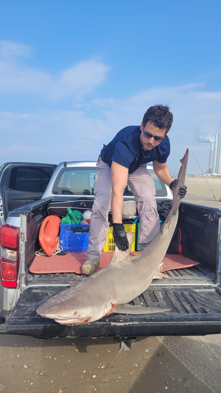 איליה בסקין מעמיס את הכריש לרכב (צילום: דוד חלפון, רשות הטבע והגנים) איליה בסקין מעמיס את הכריש לרכב