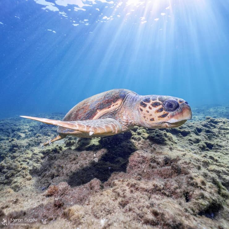 ביקור נדיר. צבת הים החומה במפרץ אילת (צילום: מירון שגב, רשות הטבע והגנים) ביקור נדיר. צבת הים החומה במפרץ אילת