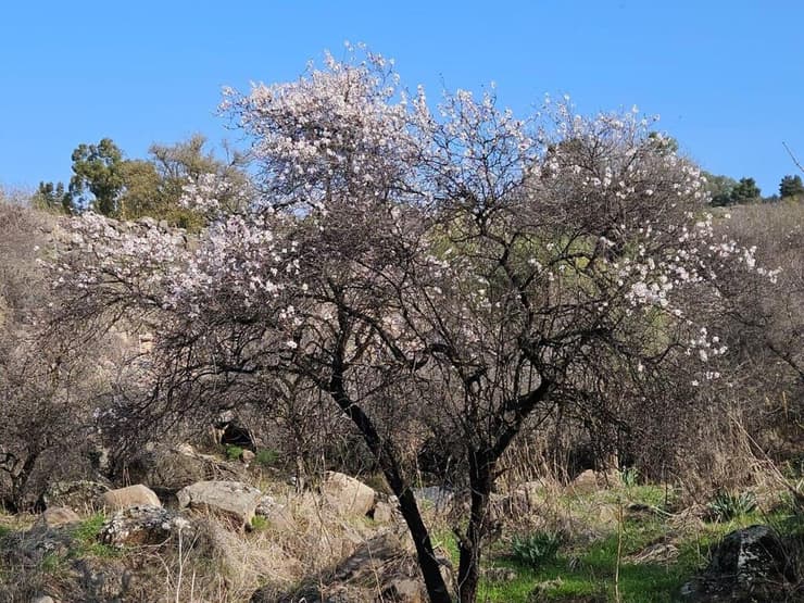 שקדייה בצפון