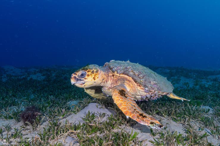 צבת הים במפרץ אילת (צילום: מירון שגב, רשות הטבע והגנים) צבת הים במפרץ אילת