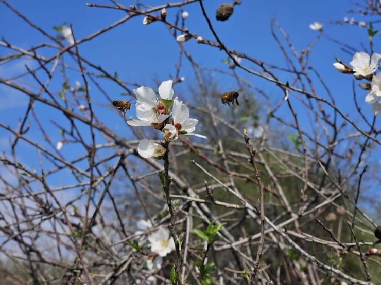 פריחה מוקדמת. שקדייה בצפון