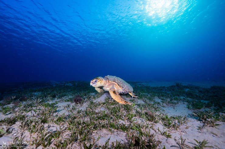 ייתכן שמדובר בצבה שנצפתה באילת ב-2021 (צילום: מירון שגב, רשות הטבע והגנים) ייתכן שמדובר בצבה שנצפתה באילת ב-2021