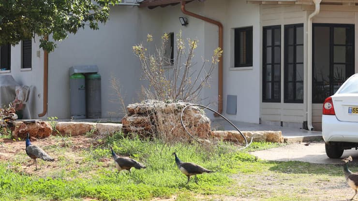 טווסים משוטטים בניר בנים. "כל לכידה זה מאות שקלים לטווס ובסוף גם אין מה לעשות איתם, כי אף אחד לא רוצה אותם" (צילום: גדי קבלו) טווסים משוטטים בניר בנים. "כל לכידה זה מאות שקלים לטווס ובסוף גם אין מה לעשות איתם, כי אף אחד לא רוצה אותם"