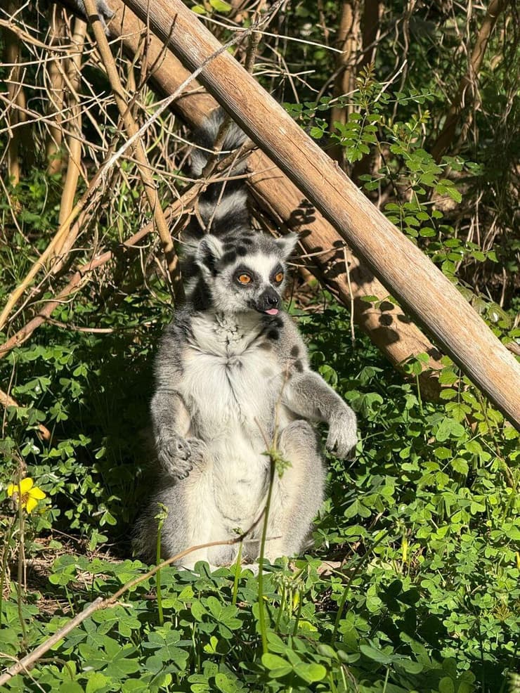 מור נקבת הלמור בספארי