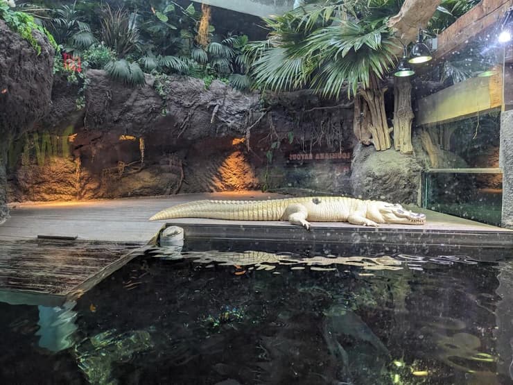 אליגטור באקווריום (צילום: אמיר בוגן) אליגטור באקווריום