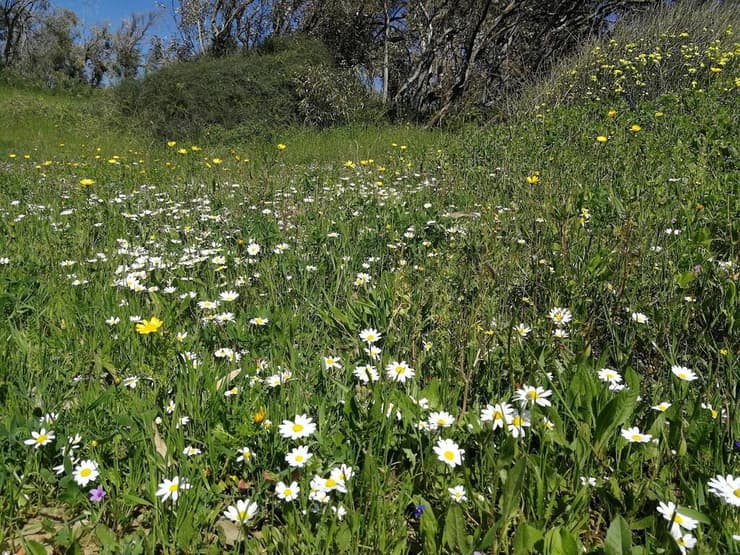 צילום: אסף רוזן גן לאומי חוף השרון