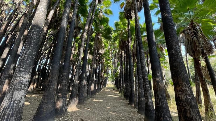 עין מטע (צילום: ארז דגן) עין מטע