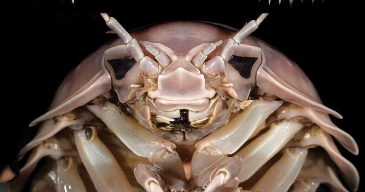 Bathynomus vaderi. מזכיר את הדמות מ"מלחמת הכוכבים" (צילום: מתוך המחקר) Bathynomus vaderi. מזכיר את הדמות מ"מלחמת הכוכבים"