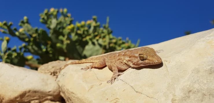 שממית חומות מצרית במחקר
