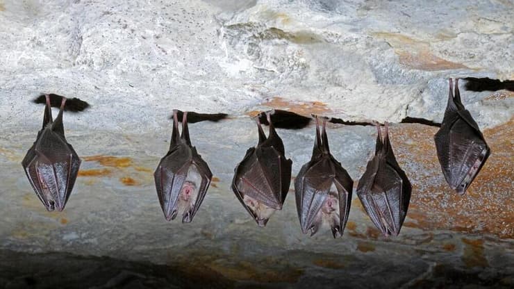 מומלץ להימנע מכניסה למערות באזור התפשטות הנגיף (צילום: Shutterstock) עטלפים