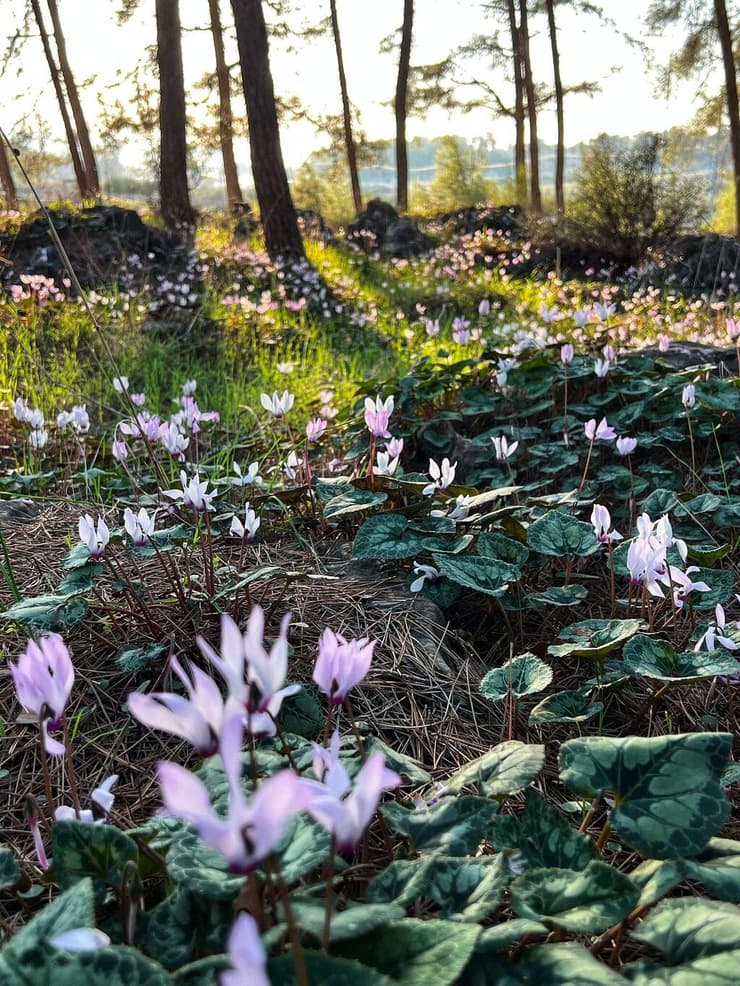 רקפות ביער לביא
