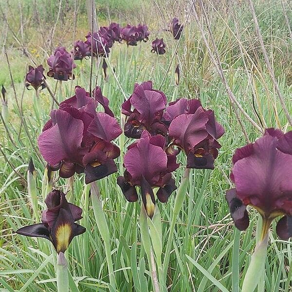 אירוס הארגמן