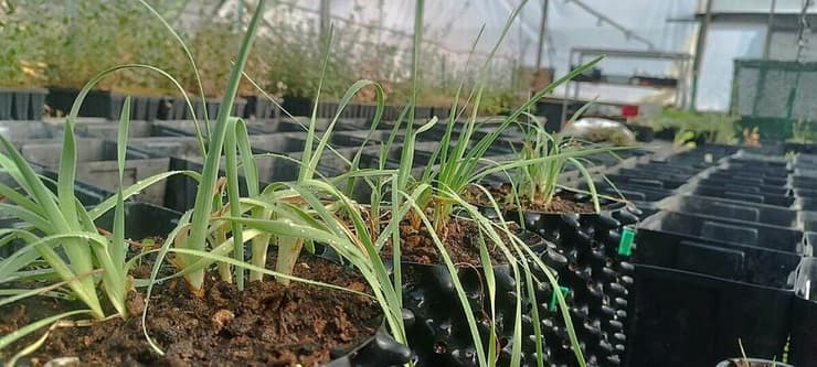 הניסיון להרבות את אירוס הארגמן במשתלה