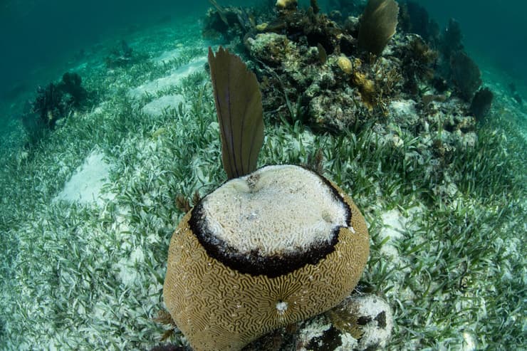 מחלת הפס השחור בקרב אלמוגים בים הקריבי