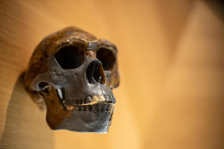 גולגולת של המין הומו ארקטוס