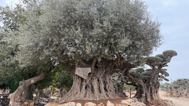 משתלת דרך הזית