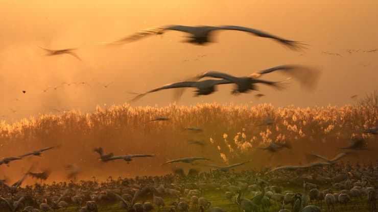 אגמון החולה (צילום: אפי שריר) אגמון החולה במזג אוויר חורפי