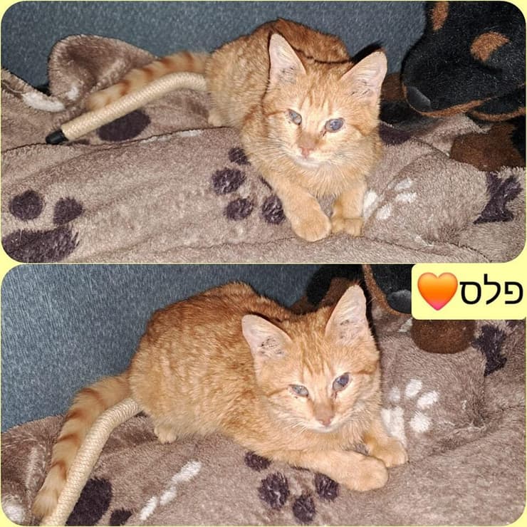 פלס