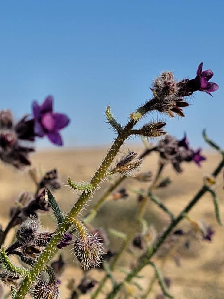 לשון-שור נגבית