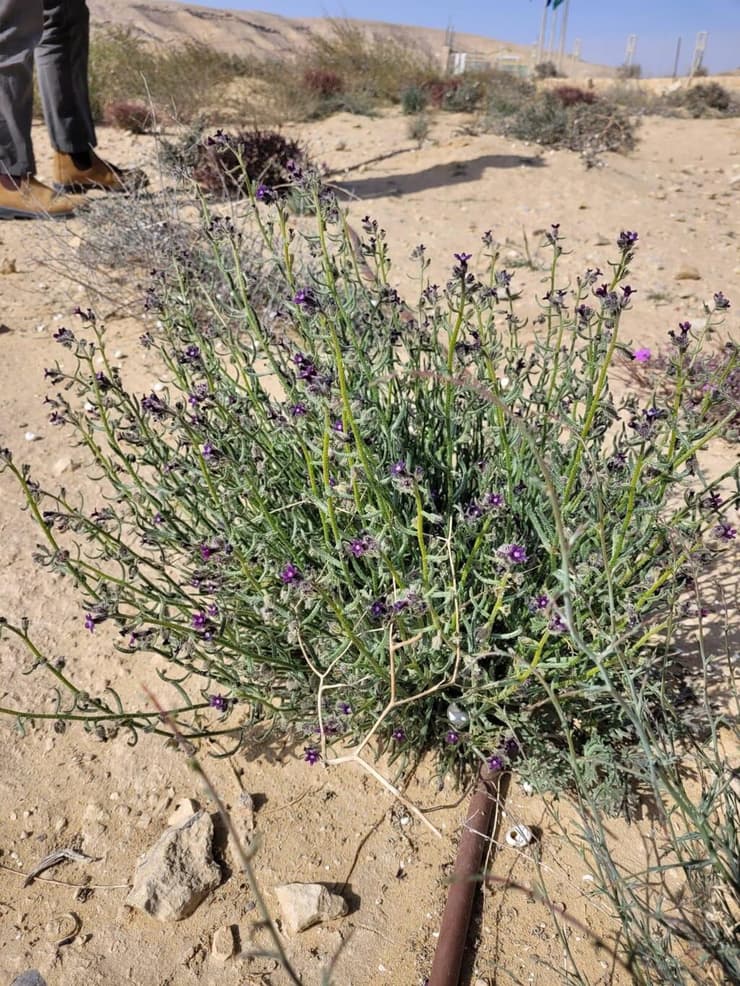 לשון-שור נגבית