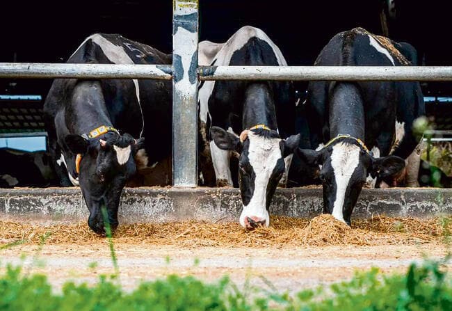 הרפת הרובוטית במושב אבני איתן | צילום: עופר בלנק yk14231607