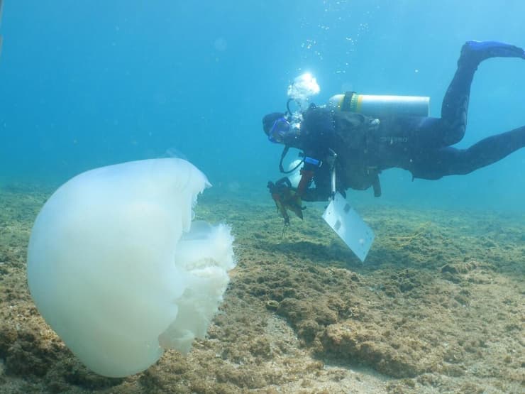 ניטור בים התיכון