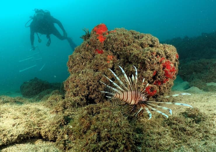 ניטור בים התיכון