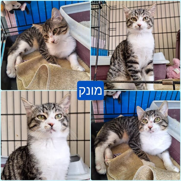 מונק